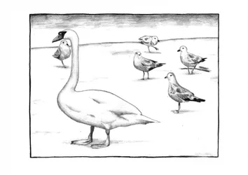 Den elegante svanen og måkene