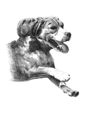 Happy Dog-skisse