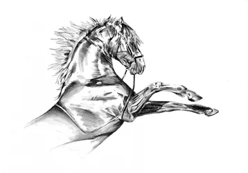 Hest 72