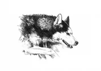Et uttrykksfullt portrett av en husky