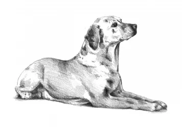 En liggende, flekket hund
