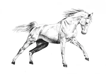 Den majestetiske hestens galopp