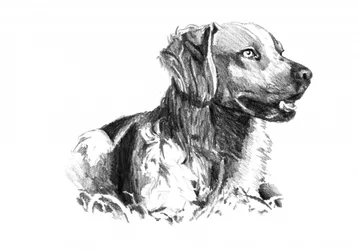 Portrett av en edel hund
