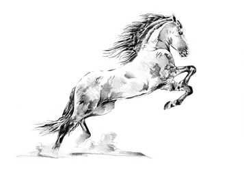 Oppdrett av Appaloosa-hester