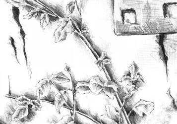 Skisse av «Rustic Rose»