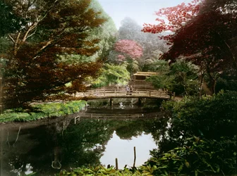 Japansk prydhage i blomst (håndfarget albumintrykk på kort)
