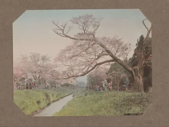 Mennesker og kirsebærblomstrer på hver side av en bekk i Koganei, Tokyo, Japan