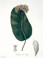Asclepias Syriaca fra 
