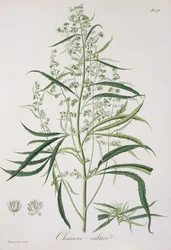 Cannabis Sativa fra 