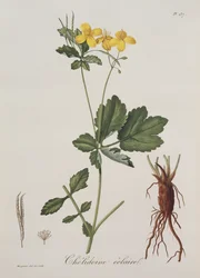Celidonium Majus fra Phytographie Medicale av Joseph Roques (1772-1850), utgitt i 1821