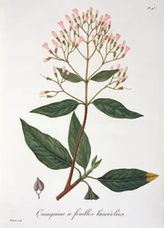 Cinchona fra 'Phytographie Medicale' av Joseph Roques (1772-1850), utgitt i 1821