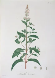 Mentha Piperita fra 