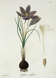 Saffron Crocus fra 'Phytographie Medicale' av Joseph Roques (1772-1850), utgitt i 1821