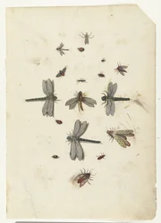 Øystikker og flygende insekter