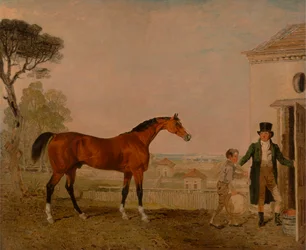 'Sultan' ved Marquess of Exeter's Stud, Burghley House