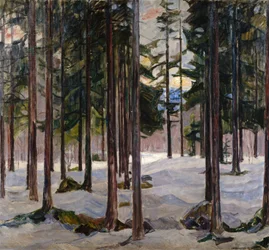 Trær i vinterlys