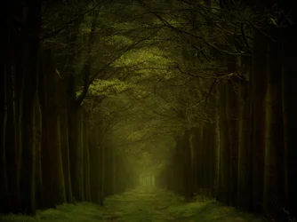 Stien gjennom den mørke skogen