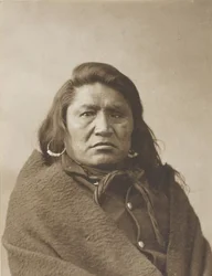 Døv okse, ca. 1880.