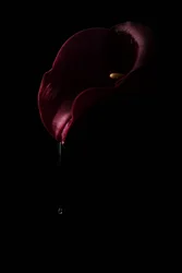 Dyp rød Calla Drop