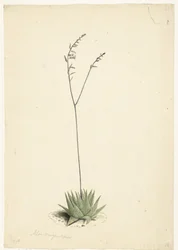 Blomstrende aloe
