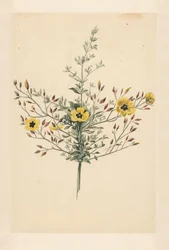 Himmelsk rose