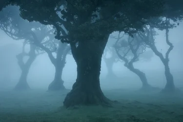 Ancient Order II, 2025 (bilde)