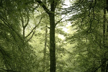 Branchline, 2024 (bilde)