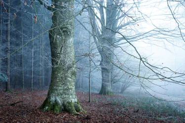 Mosslys, 2023 (bilde)