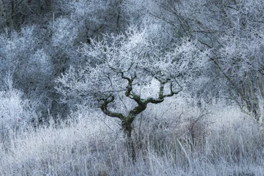 Oldwood Echo, 2022 (bilde)
