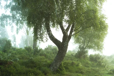Skogens fortellinger III, 2024 (bilde)