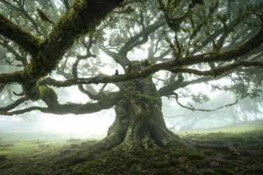 Skogen lytter, 2023 (bilde)