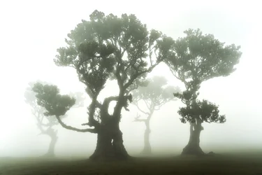 Skogen gjenstår, 2023 (bilde)