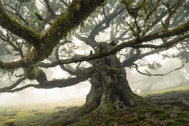 Skogen forblir II, 2023 (bilde)