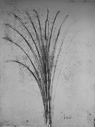 A Bulrush, c1480 1945