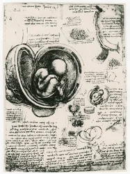 Anatomisk skisse av et menneskefoster i livmoren, c1510