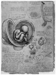 Anatomisk skisse av et menneskelig foster i livmoren, ca. 1510 1954