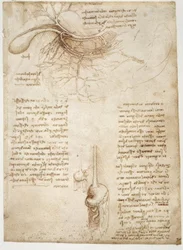 Anatomiestudien