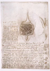 Anatomiestudien