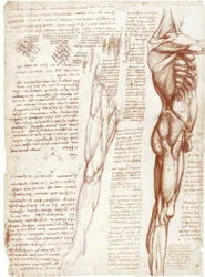 Anatomiske studier: muskulaturen i overkroppen og beina