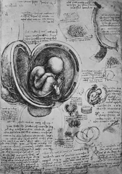 Tegninger av et embryo i livmoren, c1480 1945