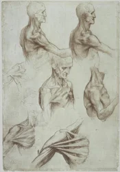 Leonardo / nakke- og skuldermuskler / f. 136v