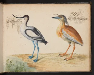 Legg til 6485 f.19 Avocet og Squacco Heron