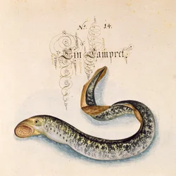 Legg til 6485 f.50 Sea Lamprey
