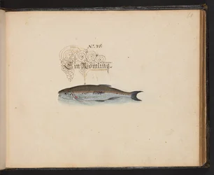 "En nøyaktig naturlig beskrivelse og avgrensning av vannfuglene, fiskene, firfotdyrene, insektene og ormene, som finnes i vannet ved Strassburg [Strasbourg], som jeg selv skjøt og håndterte. Leonard Baldner, Fisher and Citizen i Strassburg ", c