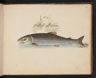 "En nøyaktig naturlig beskrivelse og avgrensning av vannfuglene, fiskene, firfotdyrene, insektene og ormene, som finnes i vannet ved Strassburg [Strasbourg], som jeg selv skjøt og håndterte. Leonard Baldner, Fisher and Citizen i Strassburg ", c