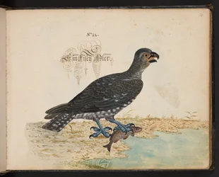 "En nøyaktig naturlig beskrivelse og avgrensning av vannfuglene, fiskene, firfotdyrene, insektene og ormene, som finnes i vannet ved Strassburg [Strasbourg], som jeg selv skjøt og håndterte. Leonard Baldner, Fisher and Citizen i Strassburg ", c
