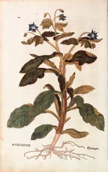 Borage - Borago officinalis (Buglossum) av Leonhart Fuchs fra De historia stirpium commentarii insignes (Bemerkelsesverdige kommentarer om plantens historie), farget gravering