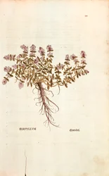 Breckland or Wild Thyme (Thymus serpyllum) av Leonhart Fuchs fra De historia stirpium commentarii insignes (Notable Commentarars on the History of Plants) farget gravering