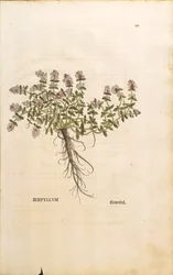 Breckland eller vill timian (Thymus serpyllum), farget gravering av Leonhart Fuchs