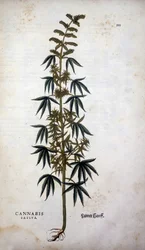 Cannabis Sativa (dyrking av hamp) - i ""The History of the Lineages of the Insignia Commentary"" av Leonhart Fuchs